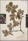 Foto von Salix coaetanea (Hartm.) Flod.